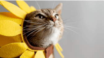 Cultural Chronicles: Traditions and Tales from Around the World